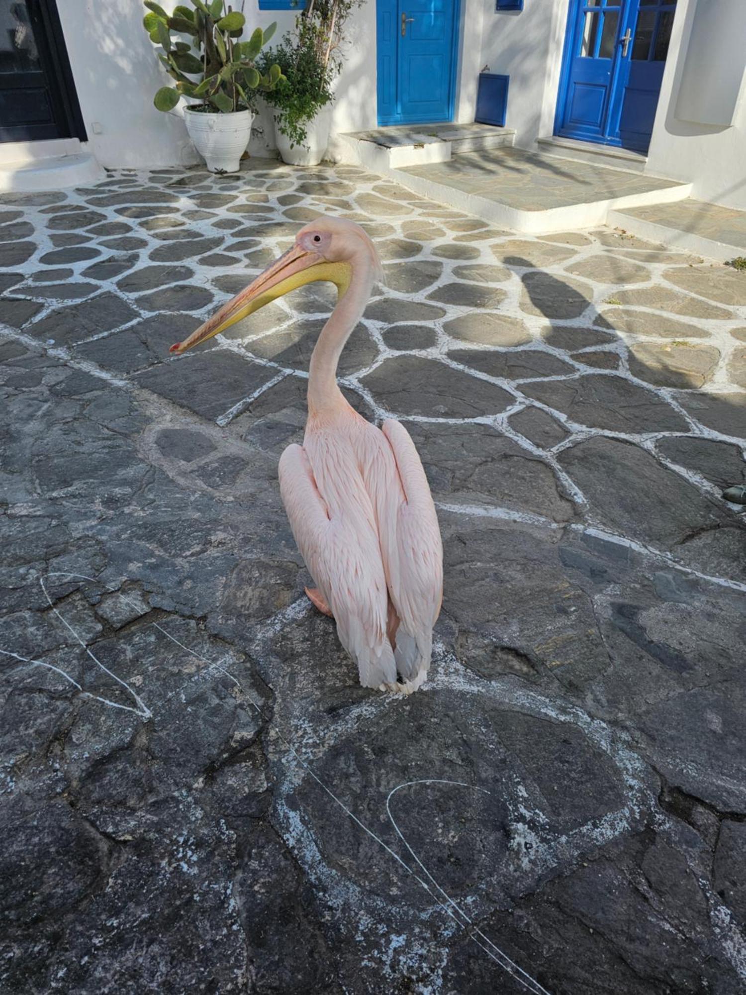 Classy Classic Mykonos Town エクステリア 写真